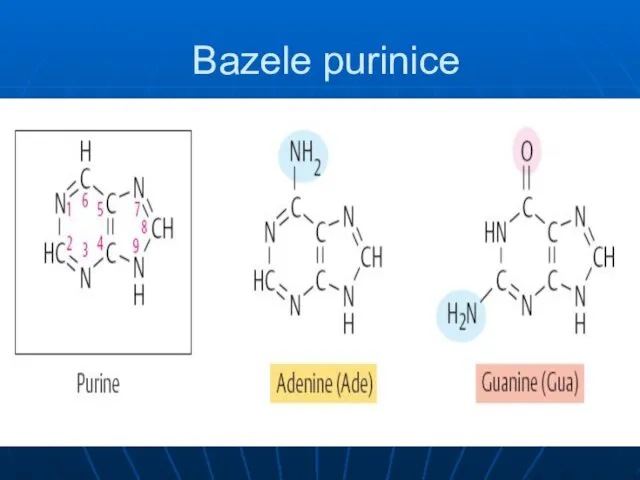 Bazele purinice