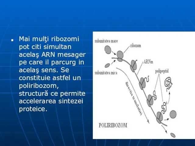 Mai mulţi ribozomi pot citi simultan acelaş ARN mesager pe care