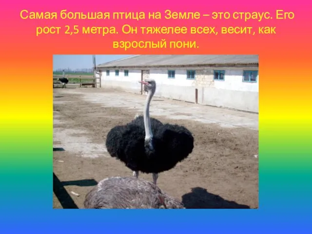 Самая большая птица на Земле – это страус. Его рост 2,5