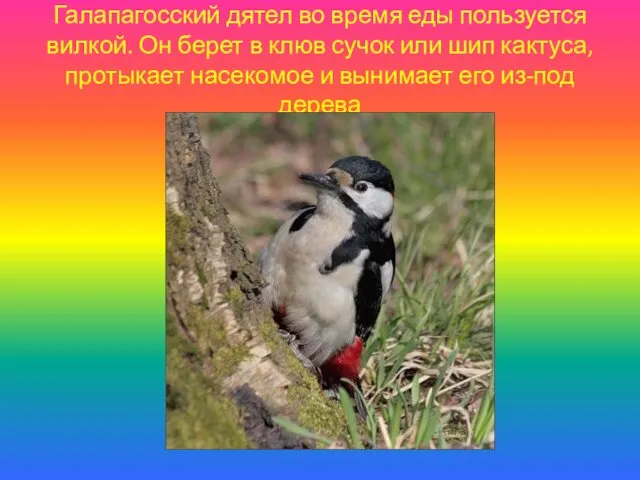 Галапагосский дятел во время еды пользуется вилкой. Он берет в клюв