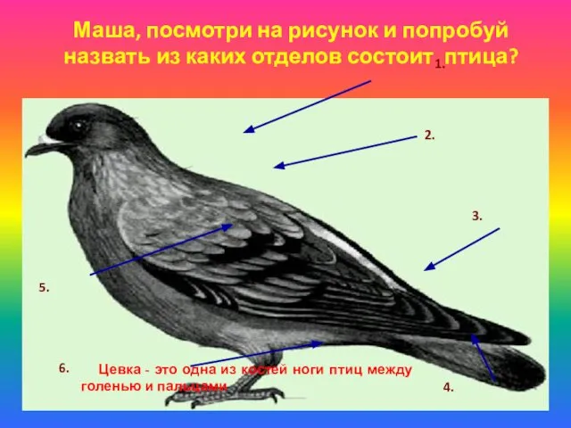 Маша, посмотри на рисунок и попробуй назвать из каких отделов состоит