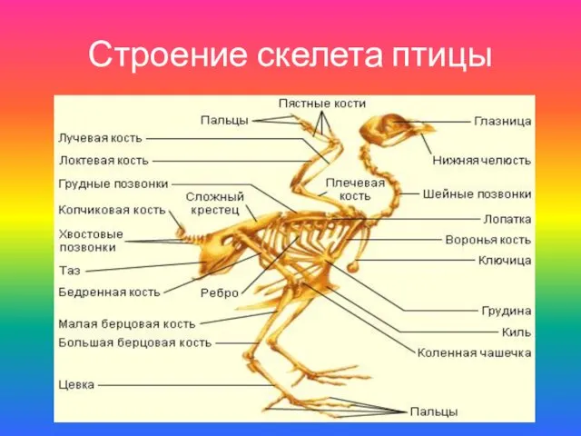 Строение скелета птицы