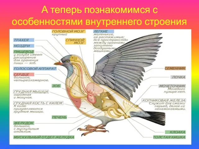 А теперь познакомимся с особенностями внутреннего строения