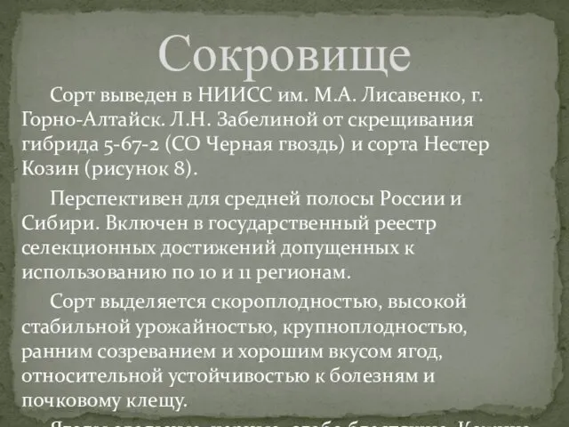 Сорт выведен в НИИСС им. М.А. Лисавенко, г. Горно-Алтайск. Л.Н. Забелиной