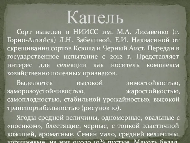 Сорт выведен в НИИСС им. М.А. Лисавенко (г. Горно-Алтайск) Л.Н. Забелиной,