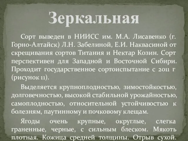 Сорт выведен в НИИСС им. М.А. Лисавенко (г. Горно-Алтайск) Л.Н. Забелиной,