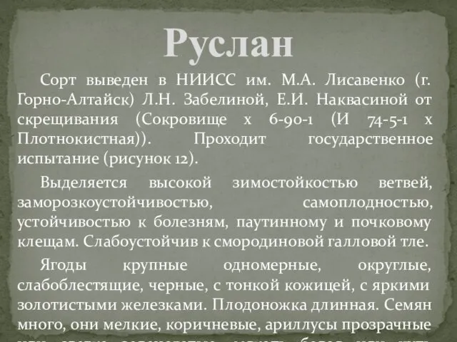 Сорт выведен в НИИСС им. М.А. Лисавенко (г. Горно-Алтайск) Л.Н. Забелиной,