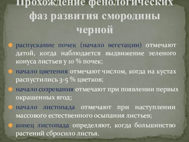 распускание почек (начало вегетации) отмечают датой, когда наблюдается выдвижение зеленого конуса