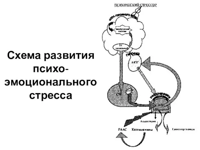 Схема развития психо-эмоционального стресса