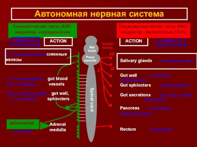 Автономная нервная система Симпатическая часть АНС: медиатор -норадреналин Gut secretions (+)