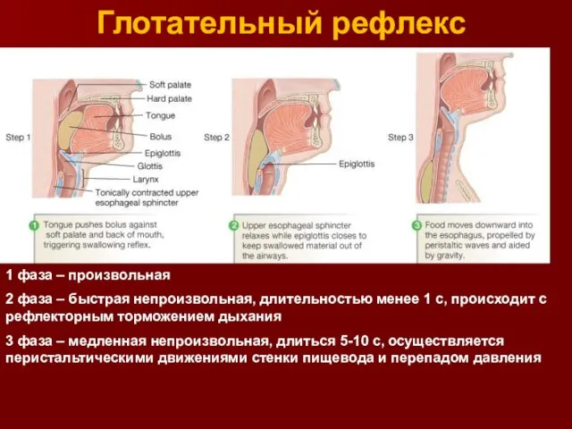 Глотательный рефлекс Figure 21-13: The swallowing reflex 1 фаза – произвольная