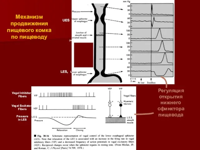 (in primates) Vagal Inhibitory Fibers Vagal Excitatory Fibers Pressure in LES