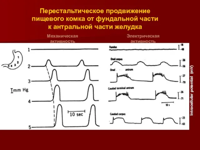 Перестальтическое продвижение пищевого комка от фундальной части к антральной части желудка Механическая активность Электрическая активность