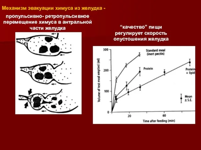 пропульсивно- ретропульсивное перемещение химуса в антральной части желудка “качество” пищи регулирует