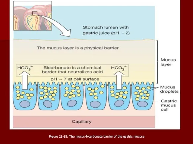 Figure 21-15: The mucus-bicarbonate barrier of the gastric mucosa