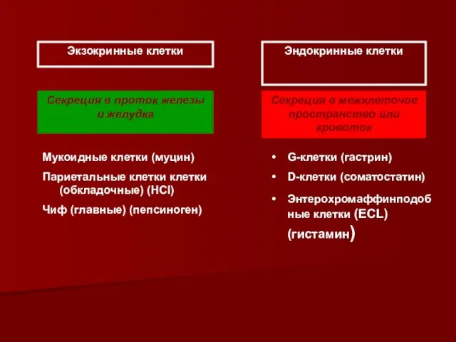 Мукоидные клетки (муцин) Париетальные клетки клетки (обкладочные) (HCl) Чиф (главные) (пепсиноген)