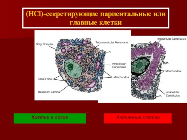 (HCl)-секретирующие париентальные или главные клетки Клетки в покое Активные клетки