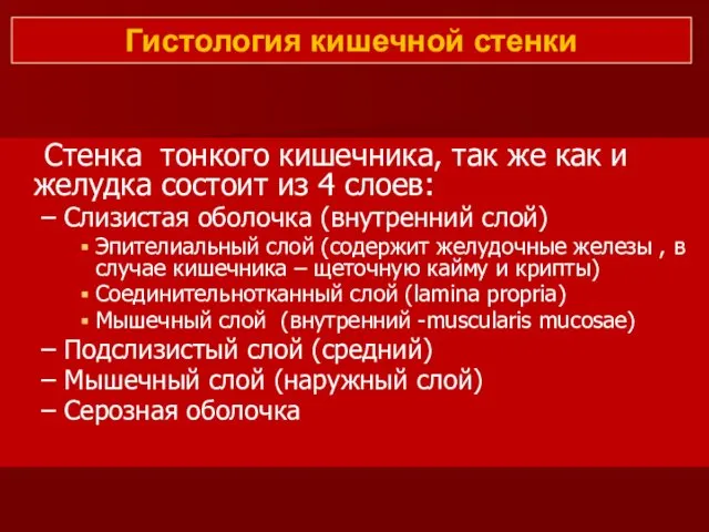 Гистология кишечной стенки Стенка тонкого кишечника, так же как и желудка