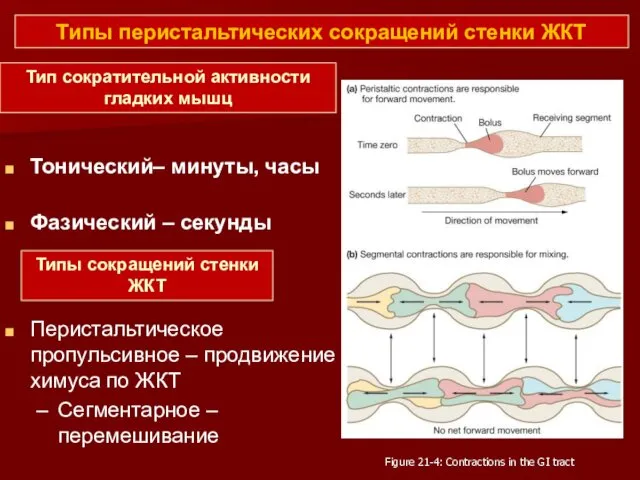 Типы перистальтических сокращений стенки ЖКТ Figure 21-4: Contractions in the GI