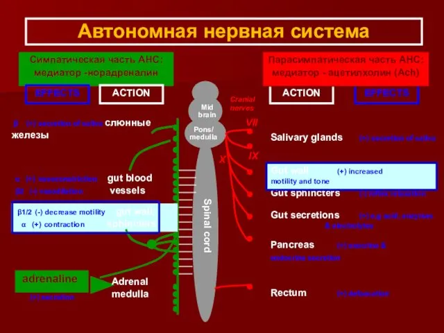 Автономная нервная система Симпатическая часть АНС: медиатор -норадреналин Gut secretions (+)