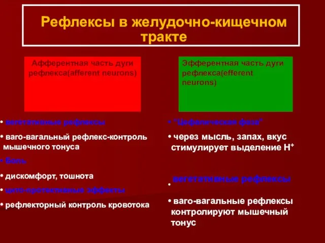 Рефлексы в желудочно-кищечном тракте Афферентная часть дуги рефлекса(afferent neurons) Эфферентная часть