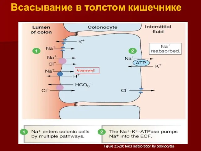 Всасывание в толстом кишечнике Figure 21-28: NaCl reabsorption by colonocytes Aldosterone!!