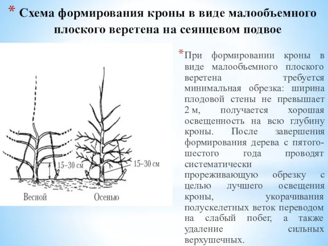 Схема формирования кроны в виде малообъемного плоского веретена на сеянцевом подвое