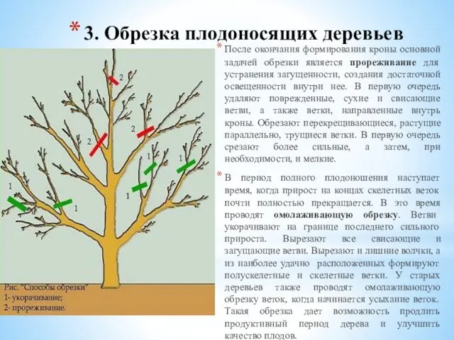 3. Обрезка плодоносящих деревьев После окончания формирования кроны основной задачей обрезки