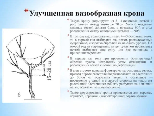 Улучшенная вазообразная крона Такую крону формируют из 3—4 основных ветвей с