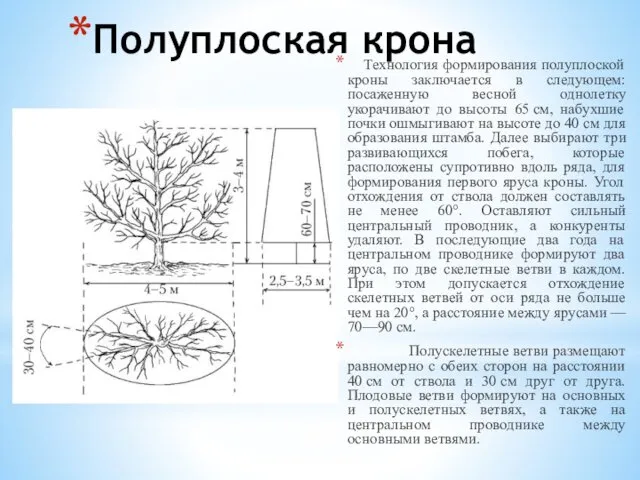 Полуплоская крона Технология формирования полуплоской кроны заключается в следующем: посаженную весной