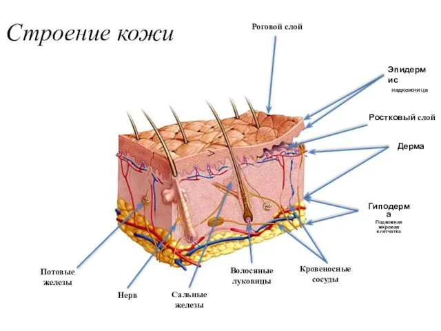 Роговой слой Ростковый слой Дерма Кровеносные сосуды Волосяные луковицы Сальные железы