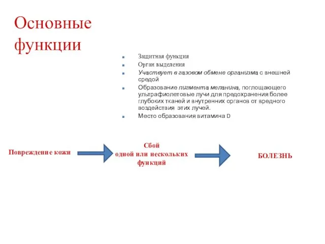 Основные функции Защитная функция Орган выделения Участвует в газовом обмене организма