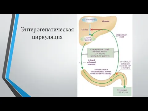 Энтерогепатическая циркуляция