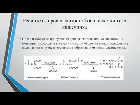 Ресинтез жиров в слизистой оболочке тонкого кишечника После всасывания продуктов гидролиза