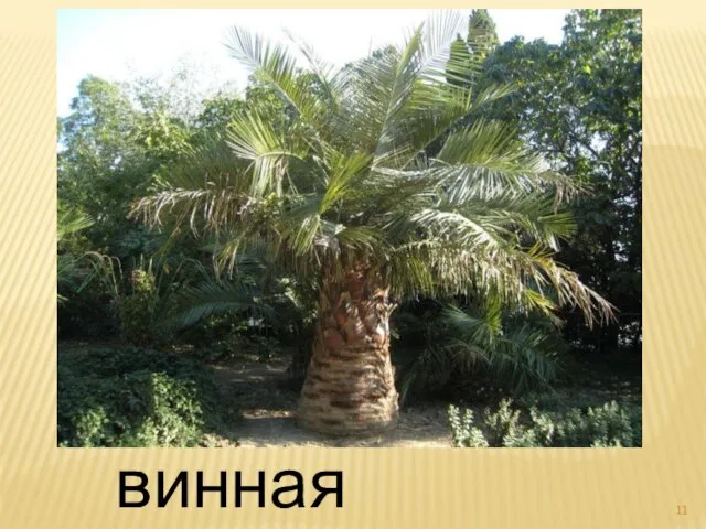 винная пальма