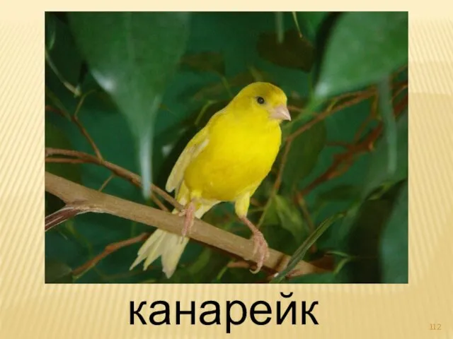 канарейка