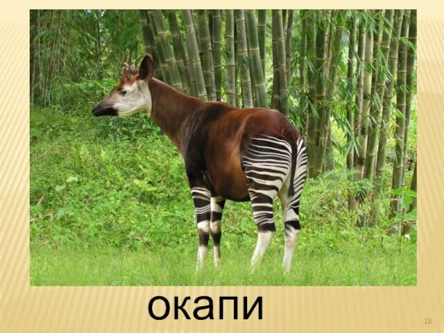 окапи