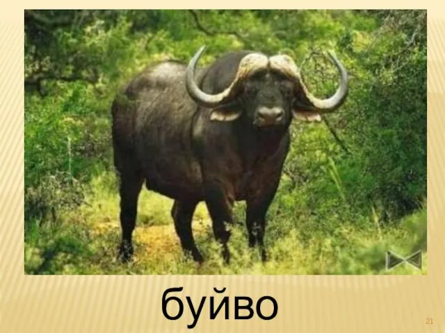 буйвол