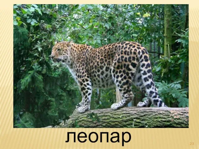 леопард