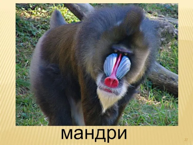 мандрил