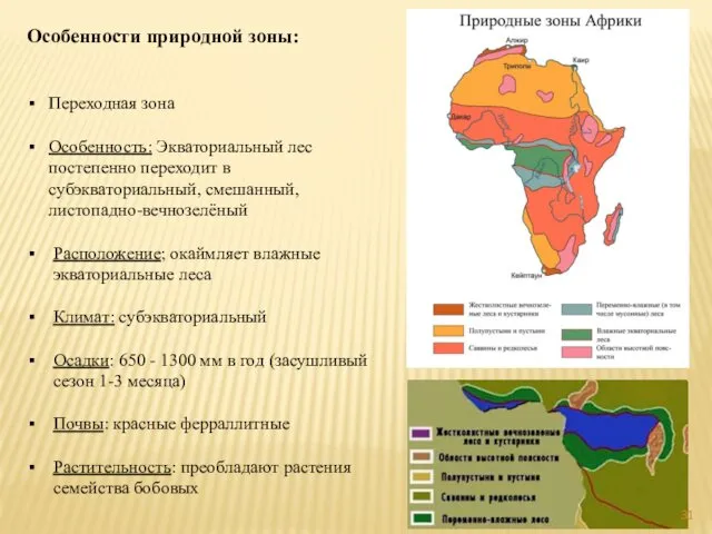 Особенности природной зоны: Переходная зона Особенность: Экваториальный лес постепенно переходит в