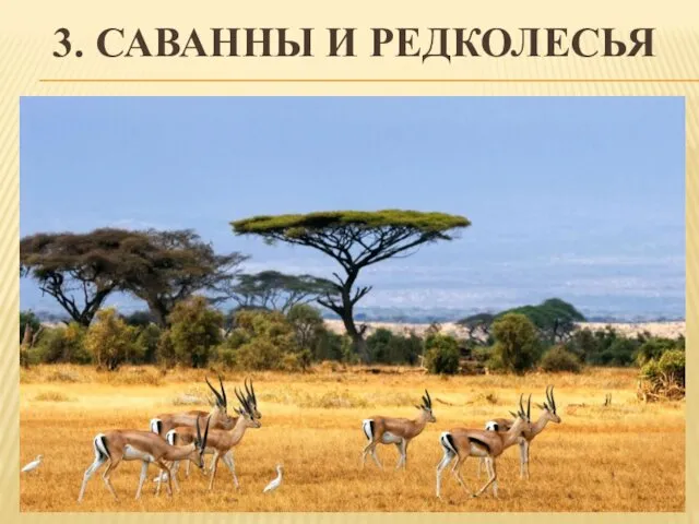 3. САВАННЫ И РЕДКОЛЕСЬЯ