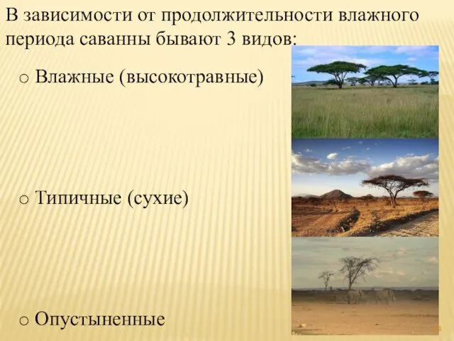 В зависимости от продолжительности влажного периода саванны бывают 3 видов: Влажные (высокотравные) Типичные (сухие) Опустыненные