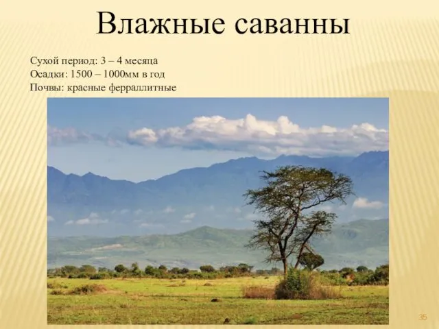 Влажные саванны Сухой период: 3 – 4 месяца Осадки: 1500 –