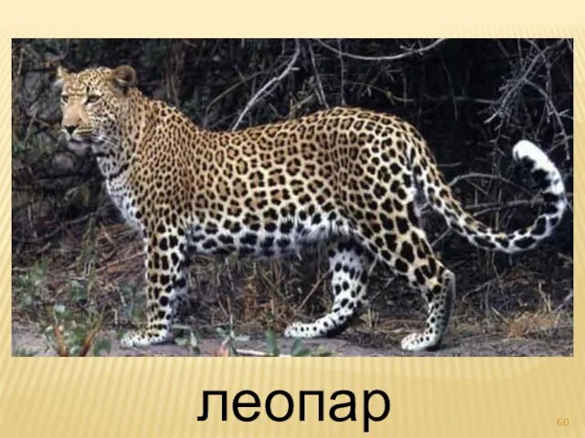 леопард