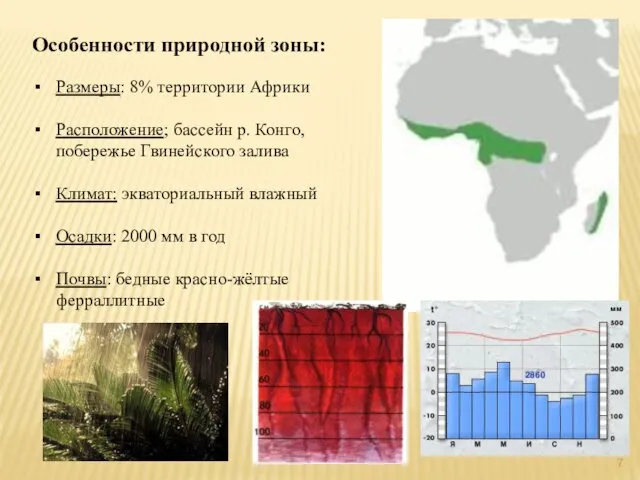 Особенности природной зоны: Размеры: 8% территории Африки Расположение; бассейн р. Конго,