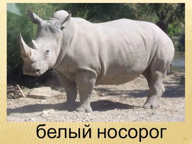 белый носорог