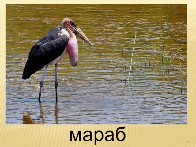 марабу