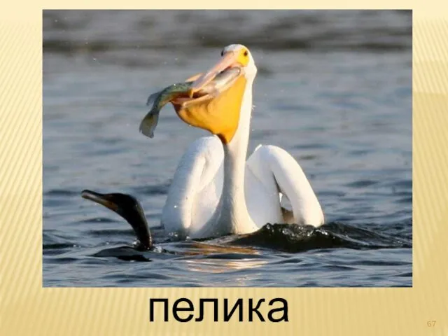 пеликан