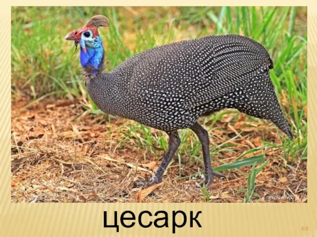 цесарка